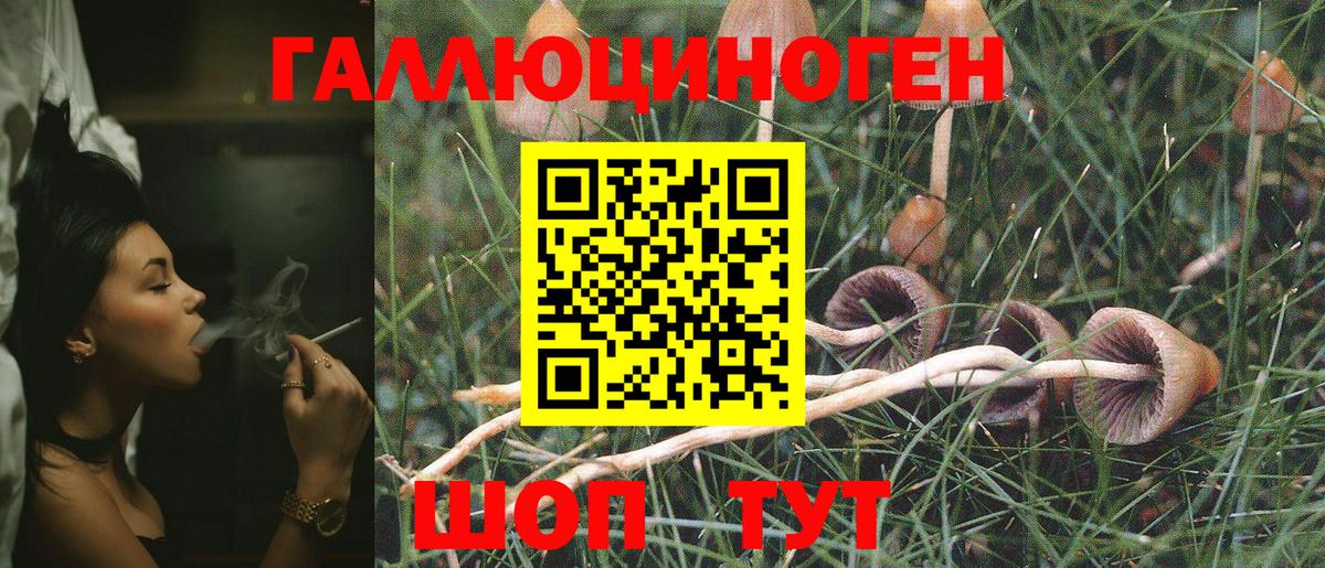 Псилоцибиновые грибы Cubensis Губкин